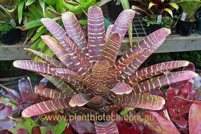 وریزیا فوستریانا